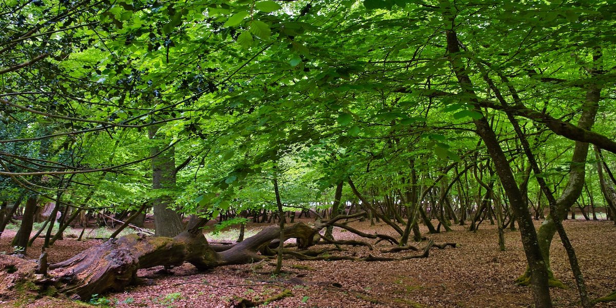 3 Fantastic Days Exploring the Attractions Around the New Forest National Park, England