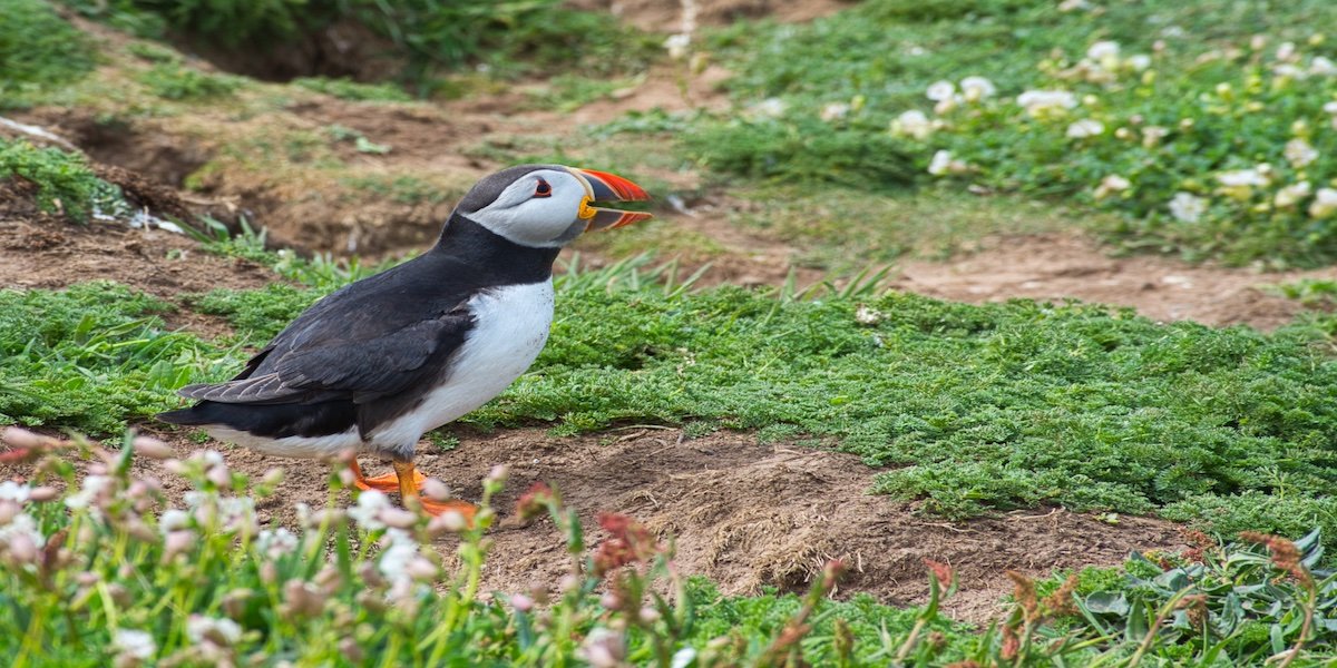 See the Super Cute Puffins on Skomer Island, Wales