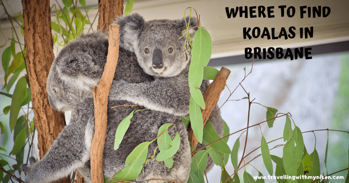 See Koalas Around Brisbane TRAVELLING WITH MY NIKON See Koalas Around Brisbane TRAVELLING WITH MY NIKON