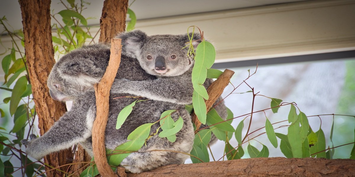 4 Places You Can See Koalas in South East Queensland