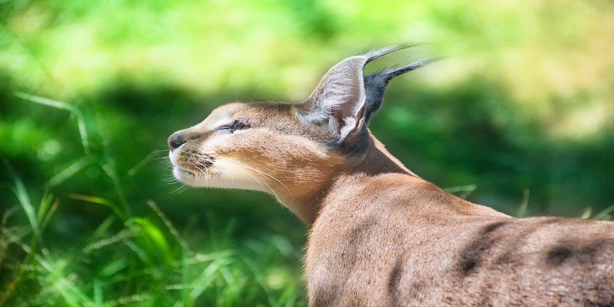 21 Wildlife Parks and Zoos to Visit on the North Island N.Z.