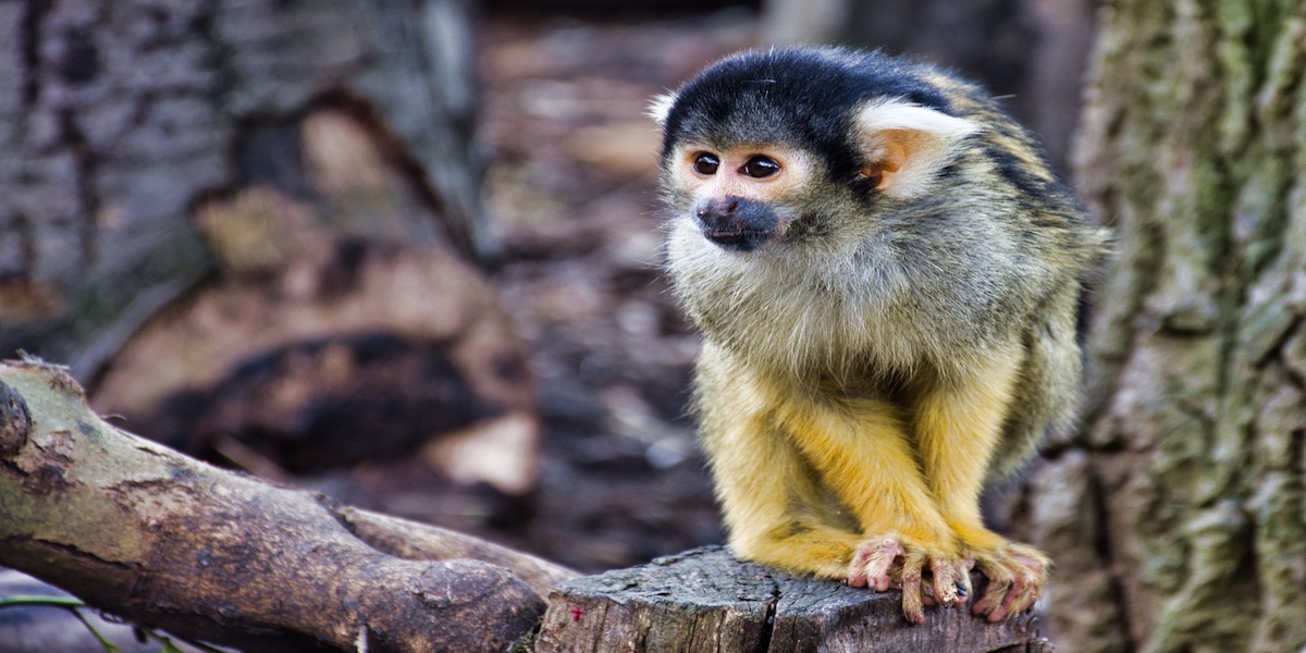 13 Must-Visit Zoos in the UK for Animal Lovers
