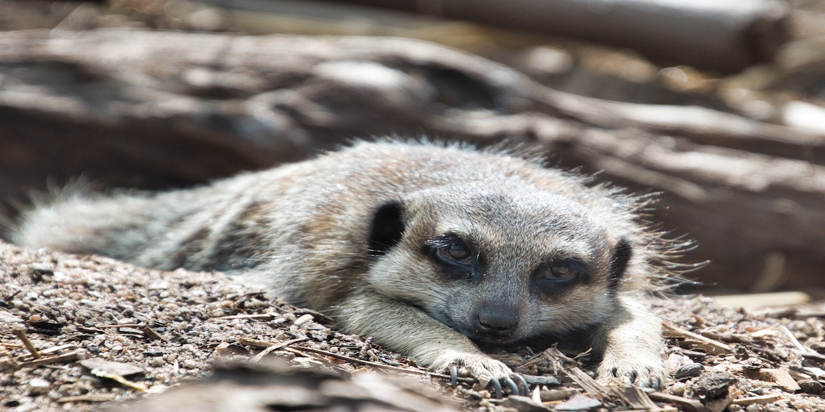 Top Zoos in Victoria, Australia for Family Fun