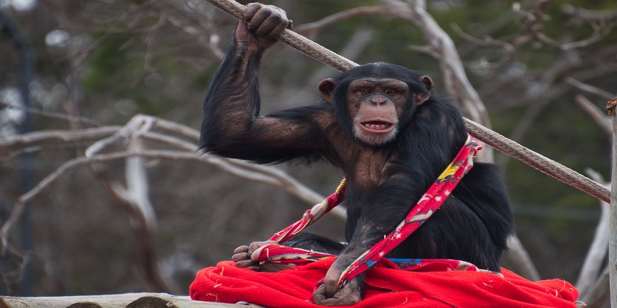 Explore the Best Wildlife Parks and Zoos Around Adelaide, Australia