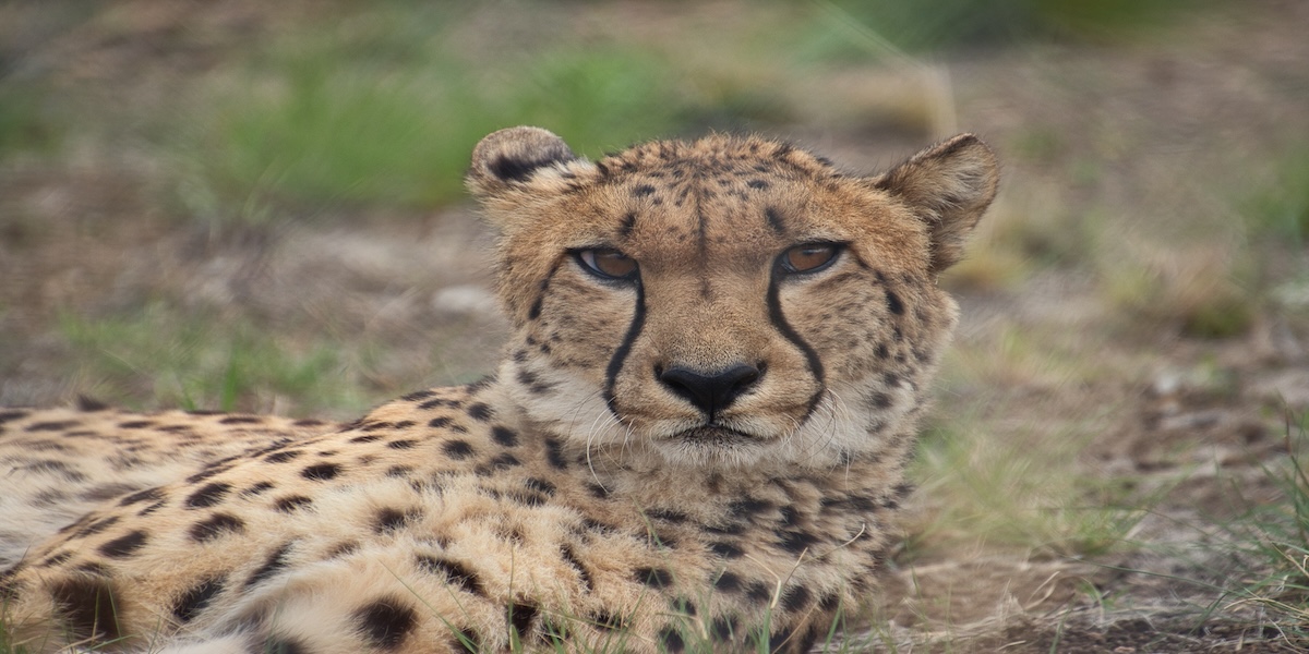 7 Amazing Zoos and Wildlife Parks in SE Queensland, Australia