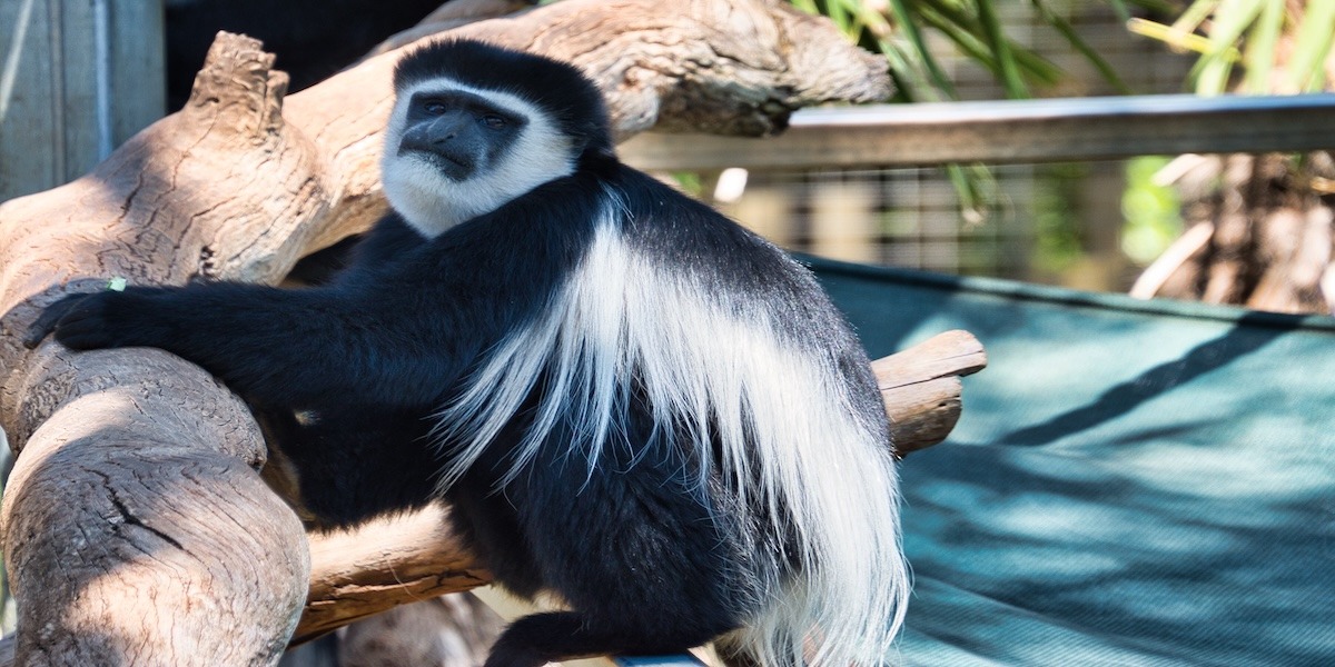 Visit These 5 Impressive Zoos in NSW and the ACT, Australia